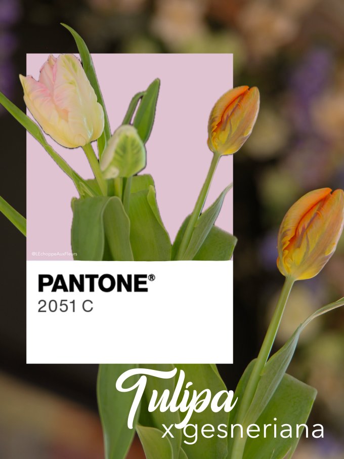 Fleurs de Mars photo 7